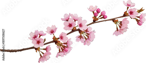 Pink Cherry Blossom Branch Vector Illustration for Spring Design and Decorative Elements on Black Background