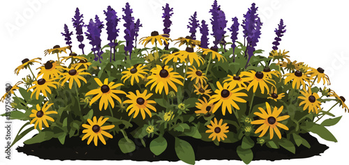 Black-eyed Susan and Salvia Flower Bed Vector Illustration for Garden Design and Landscaping Projects Isolated on White