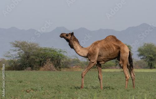Camel in the wild