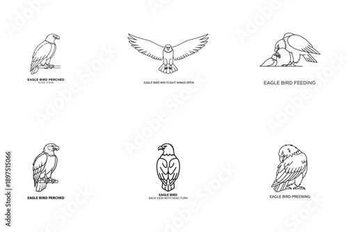 Eagle Bird Line Art Set with Various Perched and Flying Poses Vector Illustration.