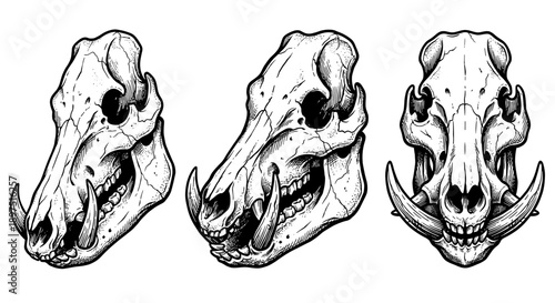 Three wild boar skulls are displayed from different angles, showcasing their bone structure and prominent tusks.