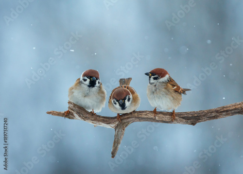 Funny birds plump sparrows sitting on branches nearby in the winter garden