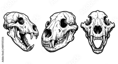 Three animal skulls are displayed in a detailed monochrome illustration, showcasing their skeletal structures.