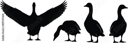 Goose silhouette icon set, wild waterfowl poses collection, standing walking feeding flying goose shapes, black isolated vector illustration design pack