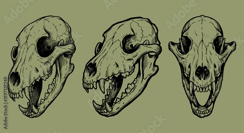Three stylized animal skulls are displayed from different angles, showcasing their bone structure and teeth.