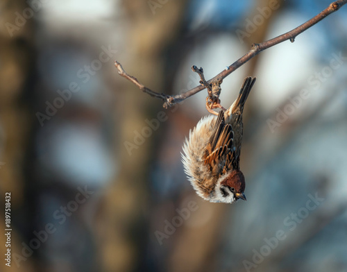 Funny sparrow bird hanging on a branch upside down in the garden