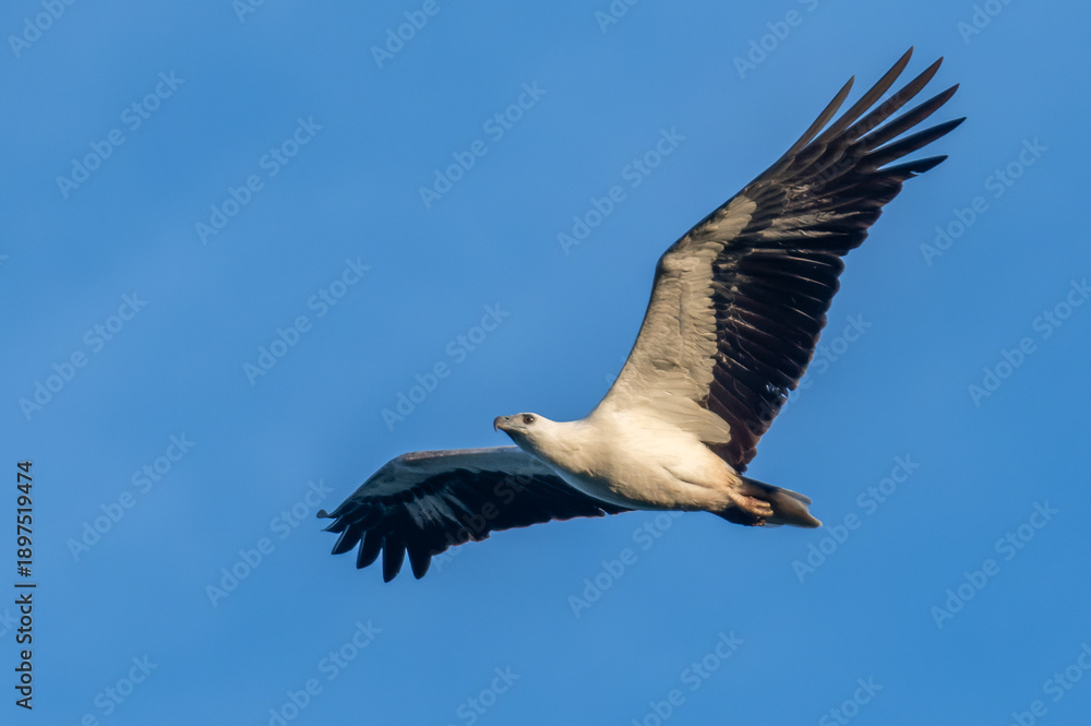 Obraz premium Sea eagle flying 