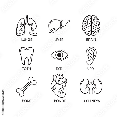 Hand drawn human anatomy organs and body parts illustration set