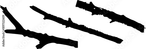 Common green lichen on rotten tree branch (Flavoparmelia caperata) isolated on white background, clipping path, design element.