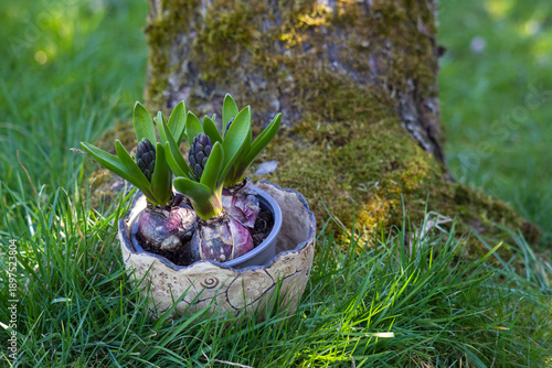 Wallpaper Mural The hyacinth flowers in a pot in a spring garden Torontodigital.ca