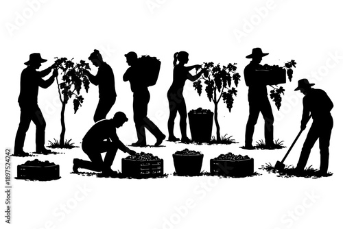 Silhouettes of diverse harvest workers in vineyard scene.