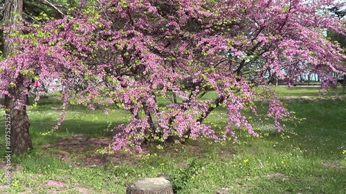 Redbud tree, latin name Cercis, recorded on Saints Constantine and Helena resort, Varna region, Bulgaria.