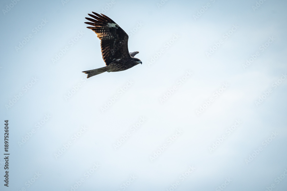 Fototapeta premium Greifvogel im Flug über Vietnam