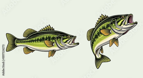 Two Vibrant Largemouth Bass Fish Jumping in a Bright Studio, Detailed Freshwater Game Fish Illustration