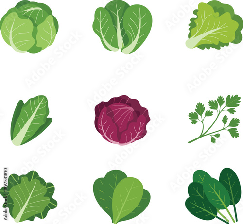 Fresh leafy vegetables illustration set featuring lettuce spinach cabbage herbs isolated on white background for healthy food design concepts branding