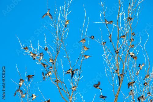 A flock of thrush birds sit on snowy branches in a winter park against the bl...