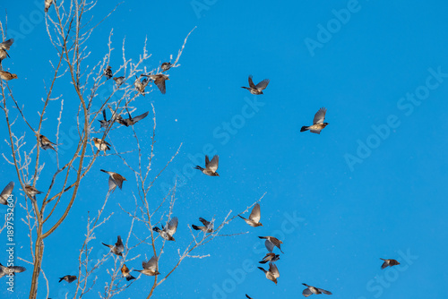 A flock of thrush birds sit on snowy branches in a winter park against the bl...