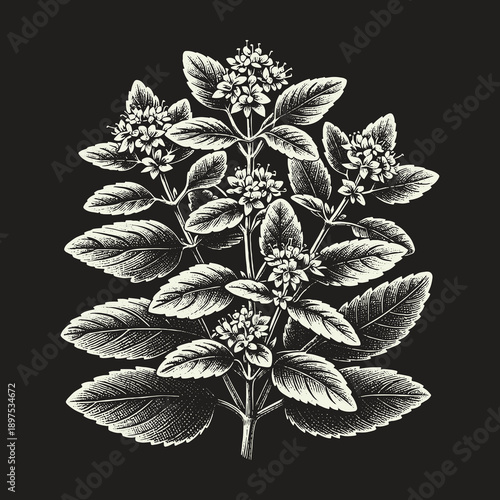 Botanical Illustration of Holy Basil Plant with Flowers.