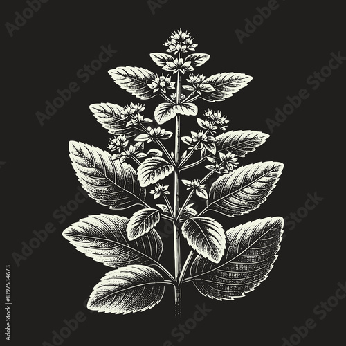 Botanical Illustration of a Flowering Plant on Black Background.