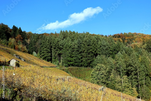 Weinberg und Wald in Glottertal im Herbst