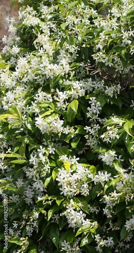 Star jasmine (Trachelospermum jasminoides), climbing liana with exuberant flowering of white, star-shaped flowers on twining stems xlothes with dense  green foliage, glossy, oval, pointed and leathery