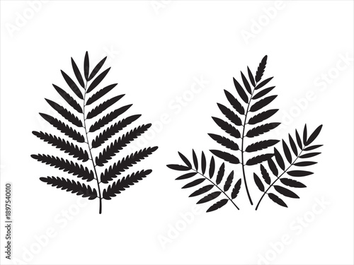 Fern leaf silhouettes collection, black silhouette of fern leaves set, Fern Leaf Silhouette Illustration