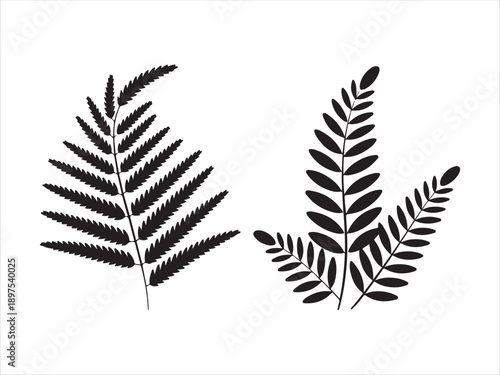 Fern leaf silhouettes collection, black silhouette of fern leaves set, Fern Leaf Silhouette Illustration