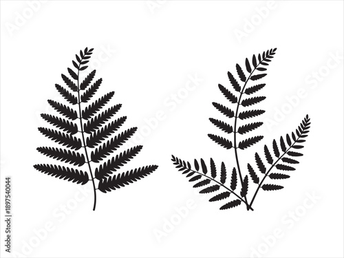Fern leaf silhouettes collection, black silhouette of fern leaves set, Fern Leaf Silhouette Illustration
