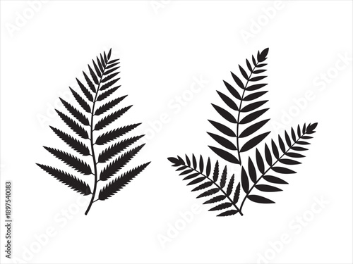 Fern leaf silhouettes collection, black silhouette of fern leaves set, Fern Leaf Silhouette Illustration