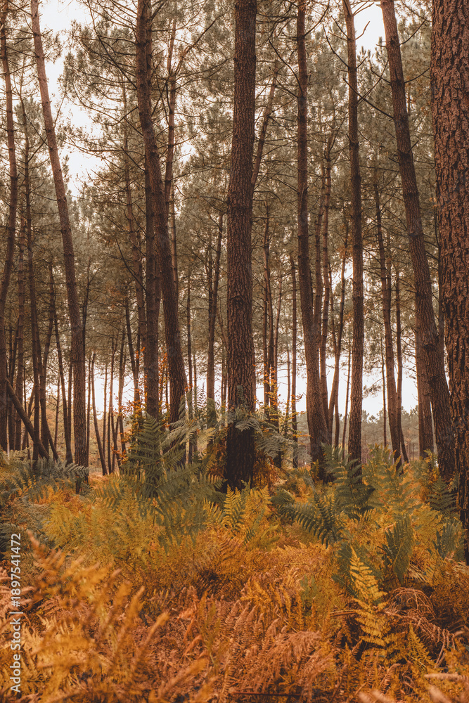 Obraz premium Vertical pine woodland with golden fern undergrowth
