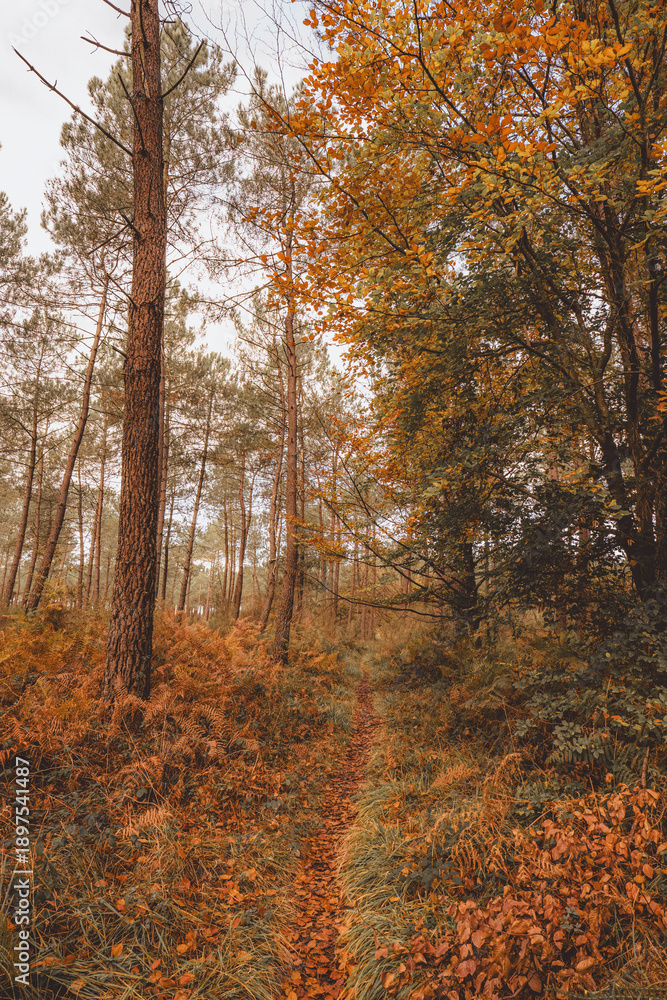 Obraz premium Autumn forest path framed by pine trees and foliage