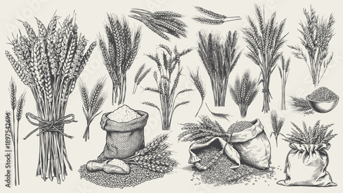 Hand drawn wheat and barley grain harvest elements in vintage line art style