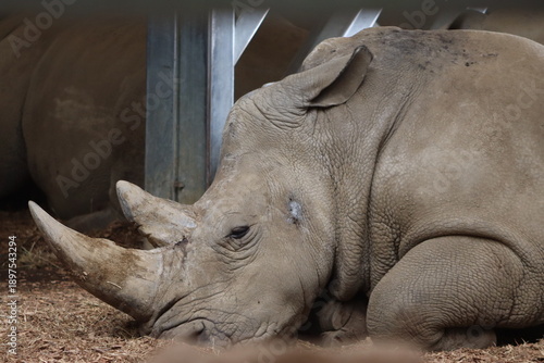 rhino in the zoo