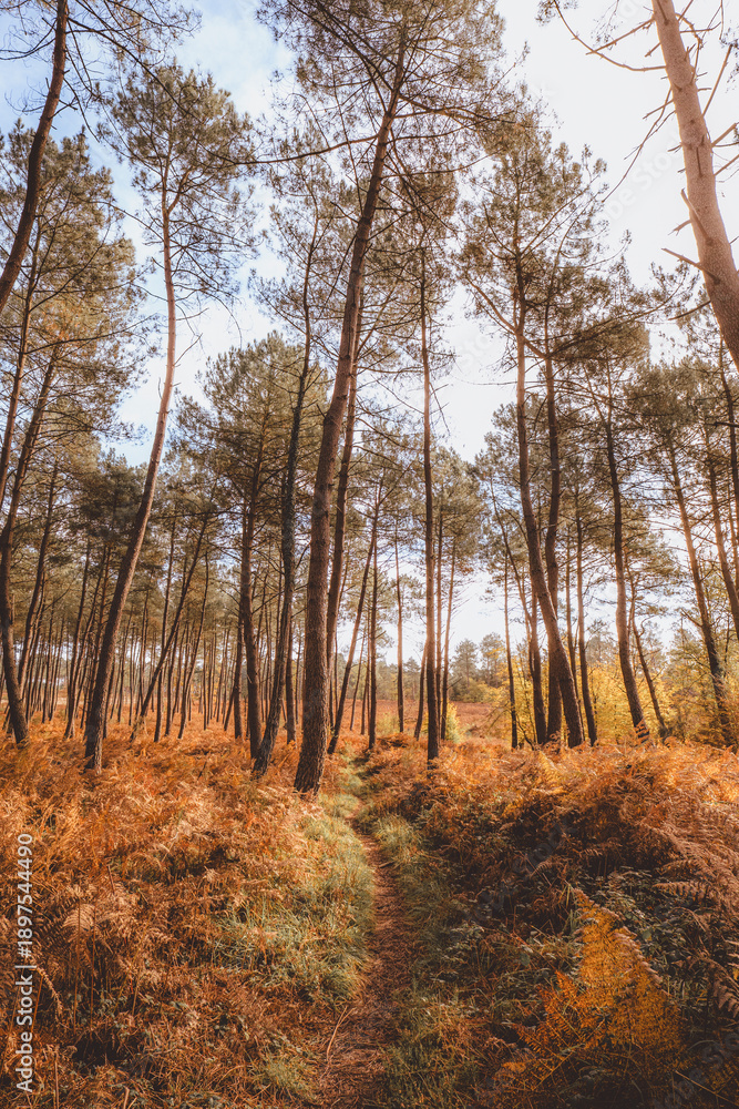 Fototapeta premium Low angle forest trail with pine needles and grass