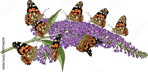 A cluster of orange and brown butterflies rests on a purple flowering plant, with green leaves