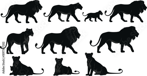 WebBlack vector silhouette set of lions and lionesses for concepts of African wildlife safari predators pride family strength and nature