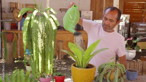 Gardener watering a potted asplenium nidus plant outdoors