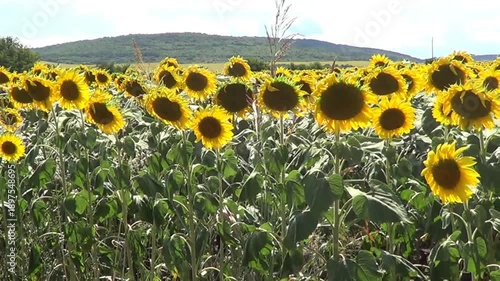 Field with sunflowers, Kranevo village, Bulgaria.