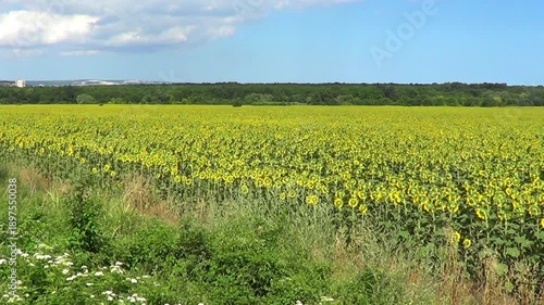 Field with sunflowers, Kranevo village, Bulgaria.