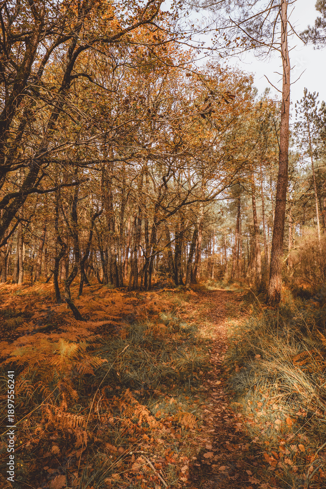 Obraz premium Autumn forest path surrounded by tall trees