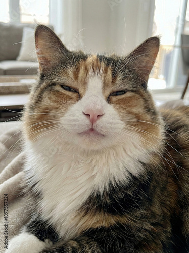 The Contented Cat's Gaze: A close-up portrait of a serene cat, exuding warmth and tranquility. Its fur, a mosaic of colors, and its eyes, half-closed in contentment. The backdrop is soft.
