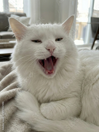 Yawning Serenity: A close-up shot of a fluffy, relaxed, and charming white cat mid-yawn, capturing its laid-back nature and sweet expression.