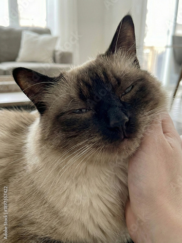 Serene Siamese Cat in Gentle Embrace: A close-up portrait of a relaxed Siamese cat, contentedly nestled as a hand gently caresses its cheek. Capturing an intimate moment of affection and contentment.