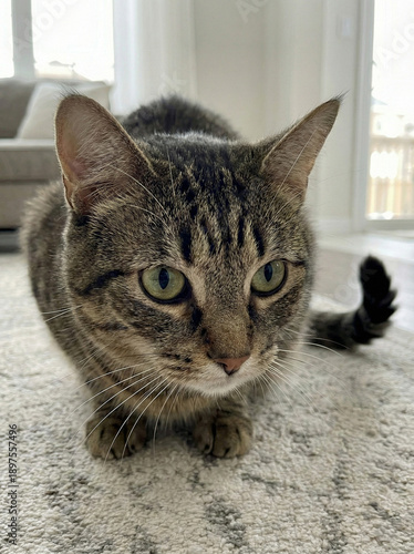 Domestic Tabby Cat: A captivating image of a domestic tabby cat, its sleek fur and expressive eyes capturing a moment of feline poise and charm.