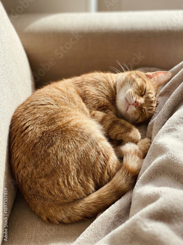 Sweet Slumber: A ginger cat curled up peacefully on a cozy sofa, basking in the sun's gentle embrace, embodying tranquility.