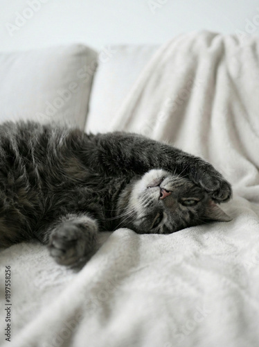 Cozy Naptime: A contented grey cat sprawls serenely on a soft, inviting blanket. The image evokes feelings of comfort and tranquility.