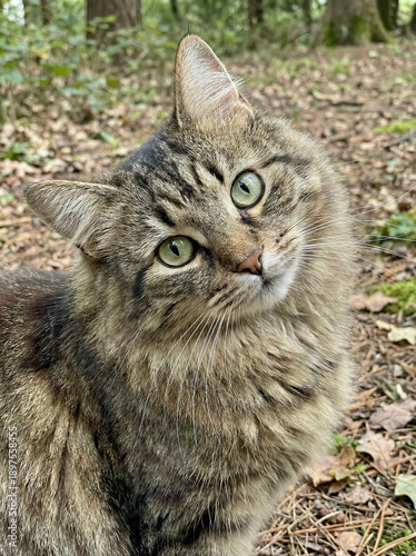 Curious Cat in Natural habitat: A captivating long-haired tabby cat gazes at the viewer, its expressive green eyes reflecting a sense of intrigue.