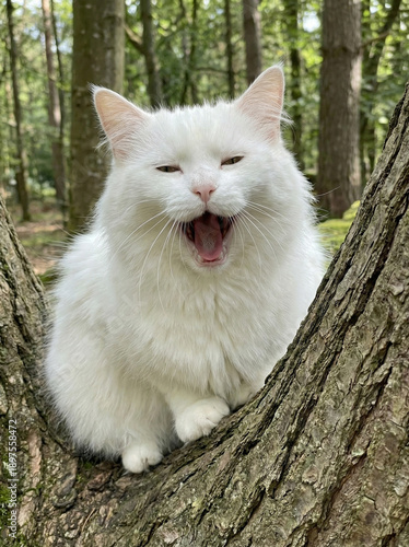 Majestic Cat on a Branch: A stunning all-white cat, radiating serenity, perches gracefully upon a sturdy tree branch in the embrace of a sun-dappled forest.