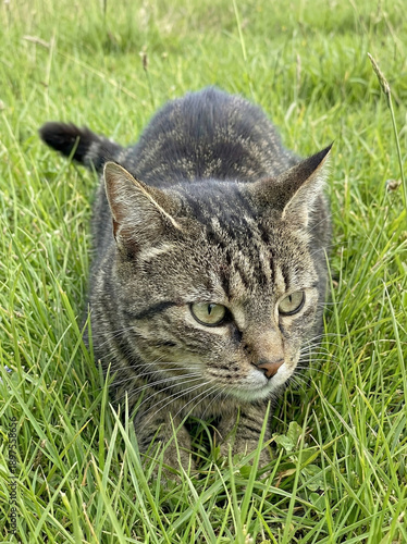Mysterious Feline on the Prowl: A close-up view of a sleek, striped domestic cat stalking through a field of lush, vibrant green grass. Its piercing green eyes are focused.