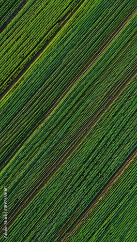 Aerial view of perfectly aligned green crops in diagonal rows on a sunny day